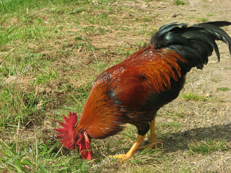 Cockerel Farm Poultry Animal Red