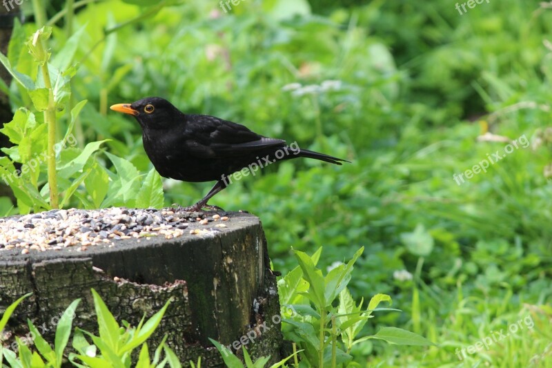 Bird Black Bird Nature Avian Wildlife