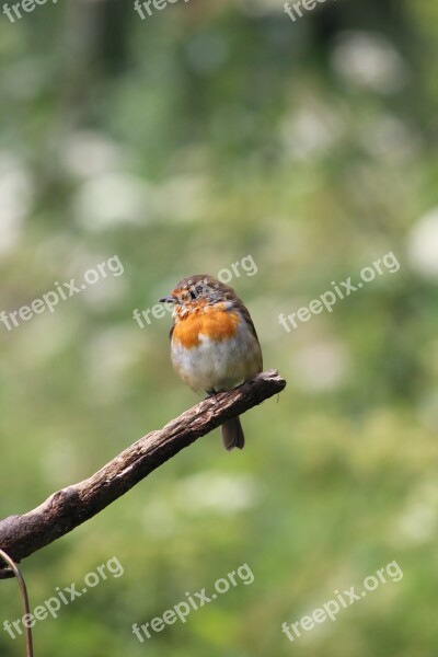 Robin Bird Nature Wildlife Free Photos