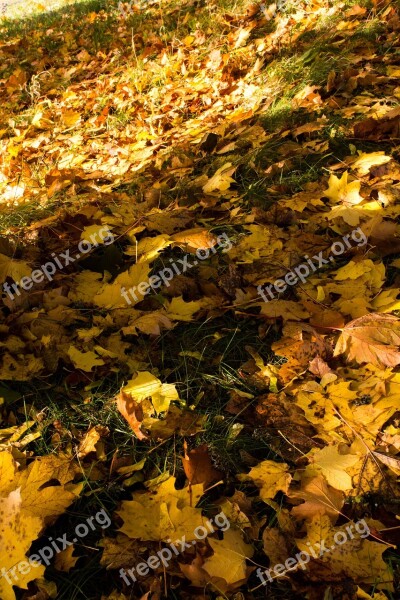 Autumn Fall Colours Leaves Yellow