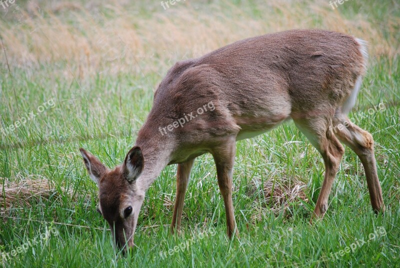 Deer Meadow Wildlife Free Photos