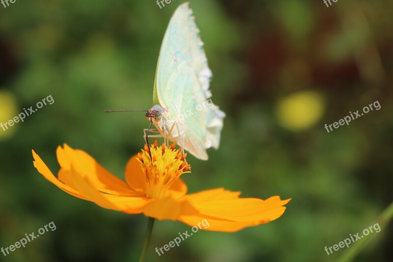 Aster The Butterfly Yellow Flower Insects