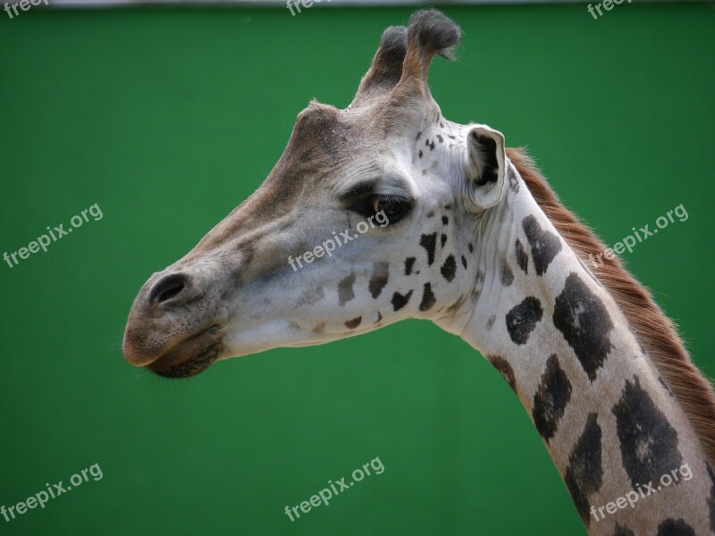 Giraffe Zoo Head Profile Background Green