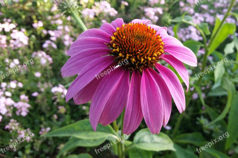 Flower Pink Garden Spring Pink Flowers