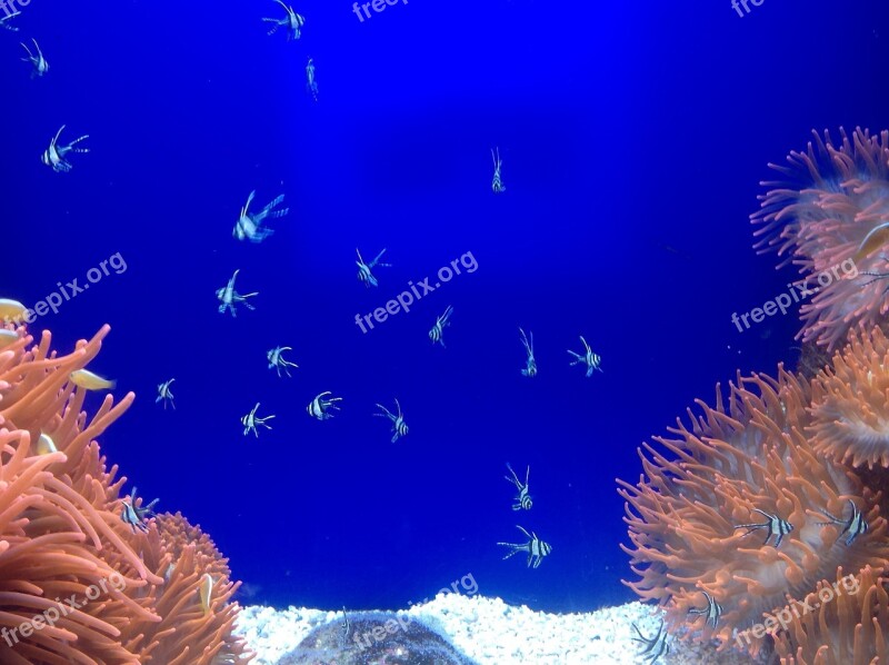 Fish Animals Aquarium Tropicale Corals