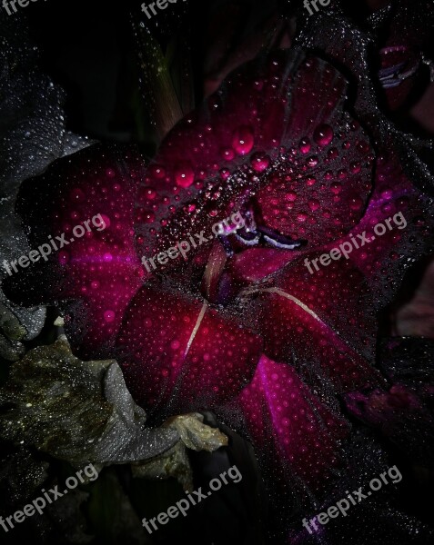 Gladiolus Garden Floristry Drops Flowers