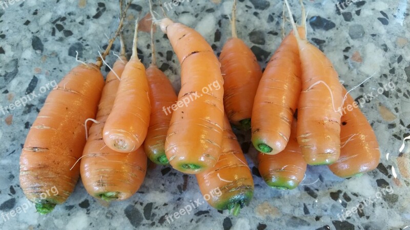 Carrot Carrots Tuber Free Photos