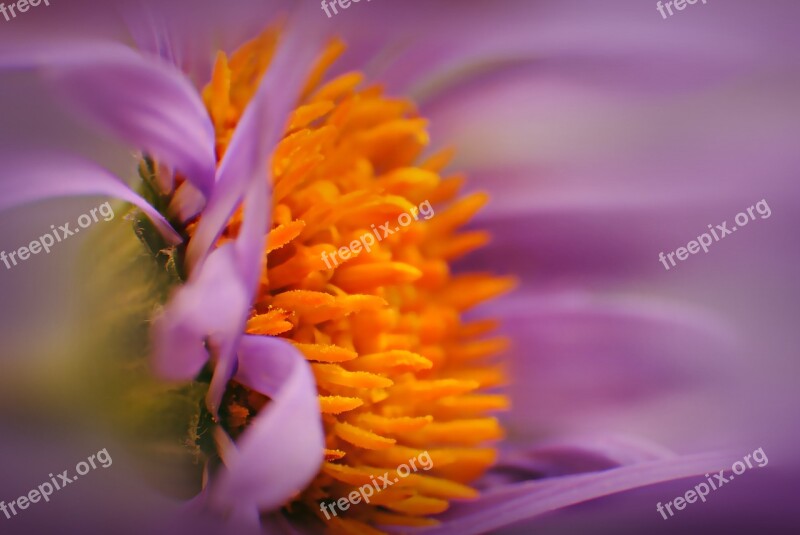 Macro Blossom Bloom Nature Close Up