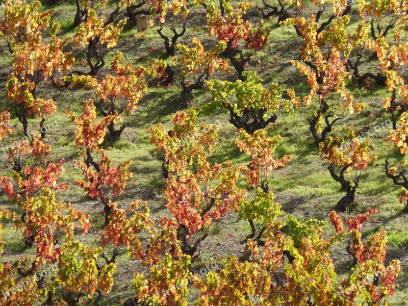 Vineyard Autumn Red Leaves Priorat Free Photos