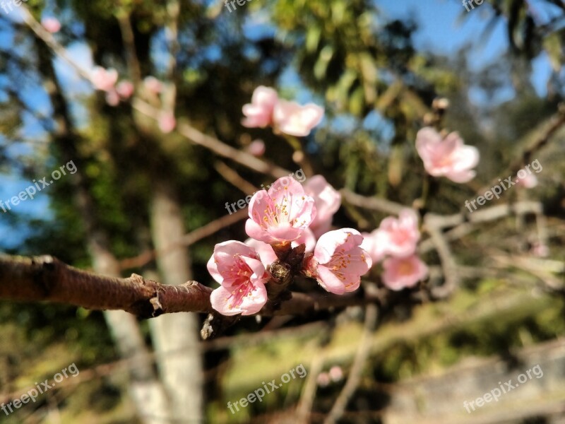 Flower Peach Natural Branch Pink