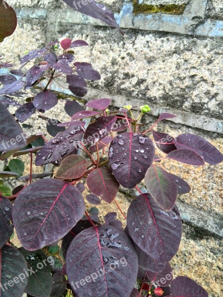 Dew Red Leaf Flowers And Plants Free Photos