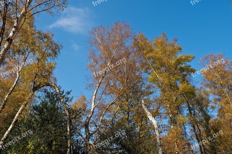 Autumn Nature Trees Landscape Forest