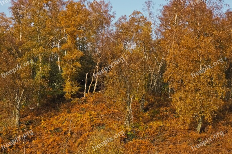 Autumn Nature Trees Landscape Forest