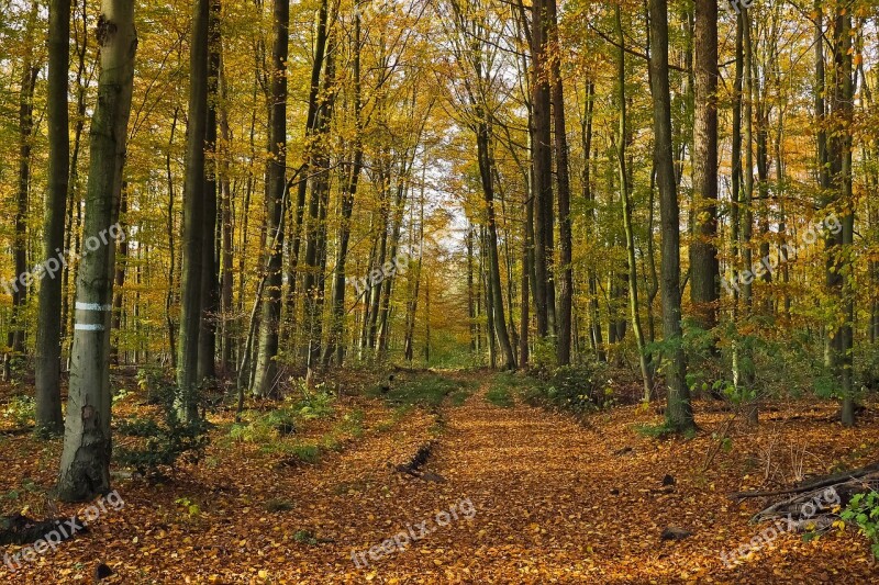 Autumn Nature Trees Landscape Forest