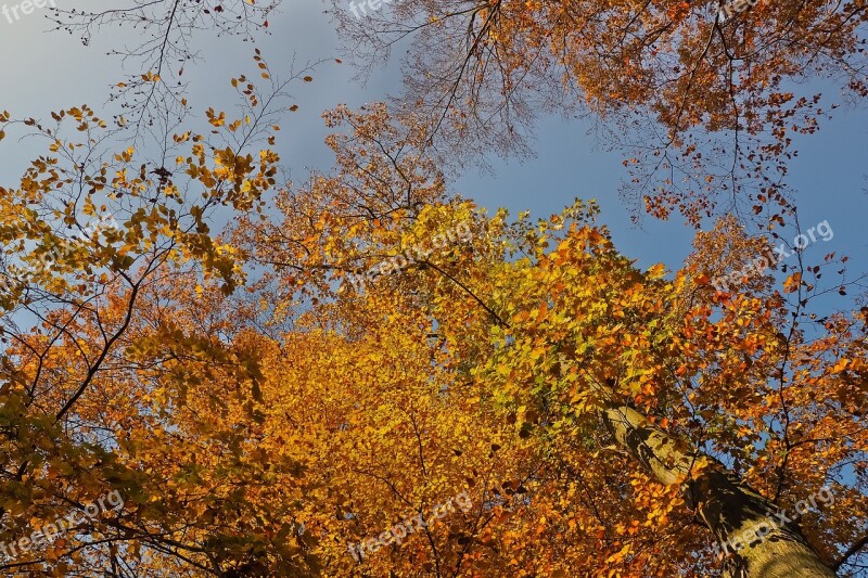 Autumn Nature Trees Landscape Forest