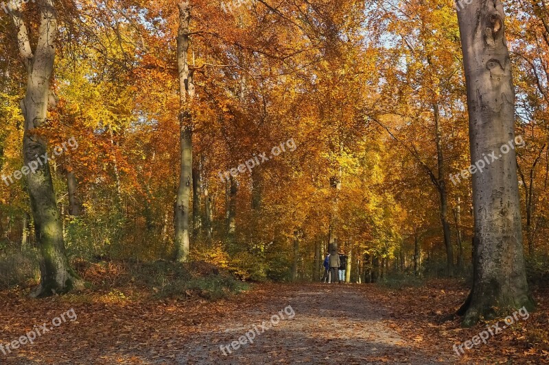 Autumn Nature Trees Landscape Forest