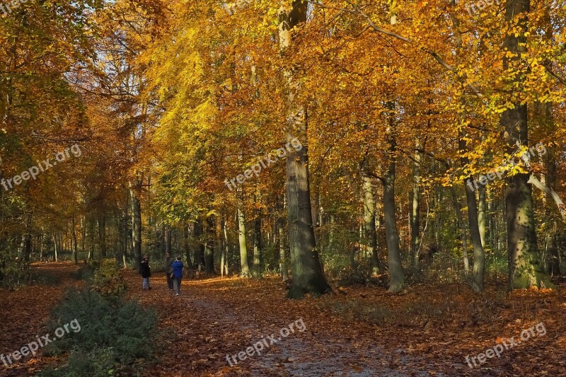 Autumn Nature Trees Landscape Forest