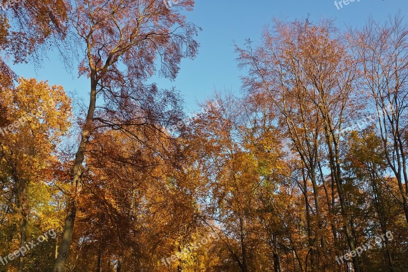 Autumn Nature Trees Landscape Forest