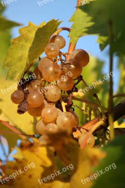 Food Grapes Acini Free Photos