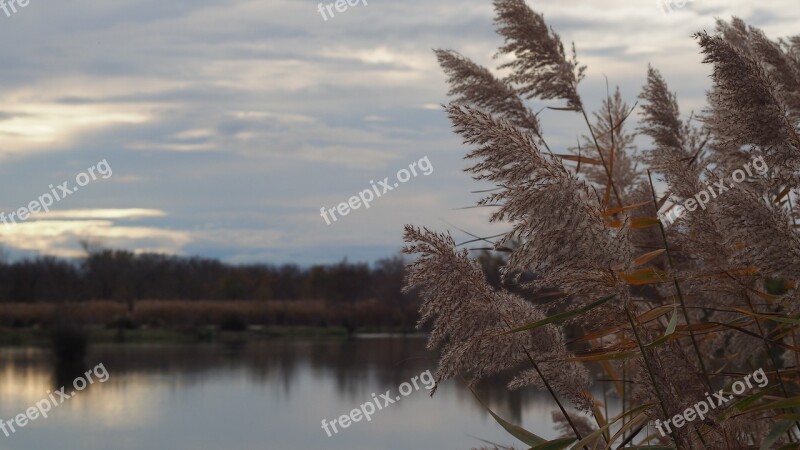 Rushes Landscapes Camargue Nature Evening