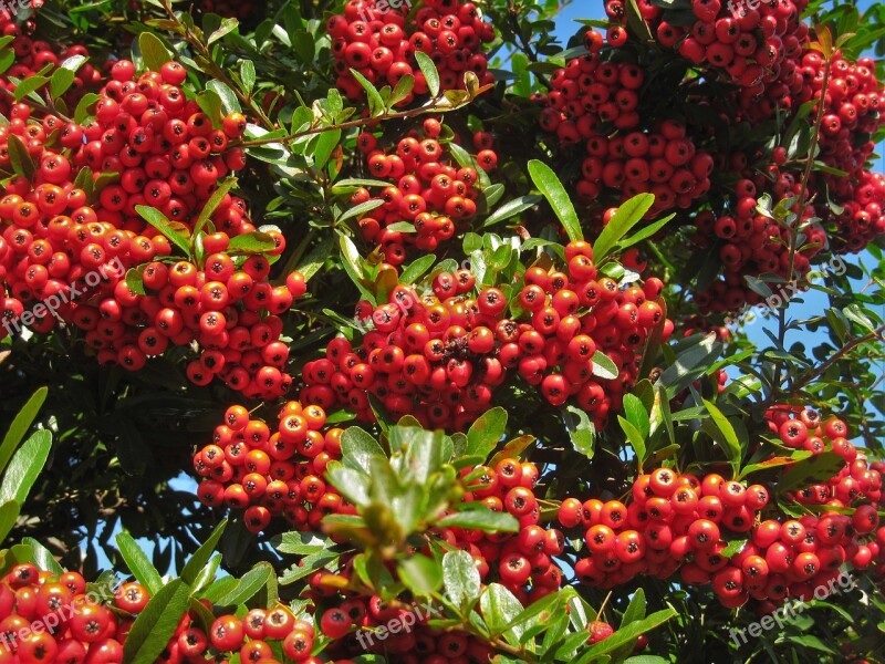 Pyracantha Scan December Winter Red Real