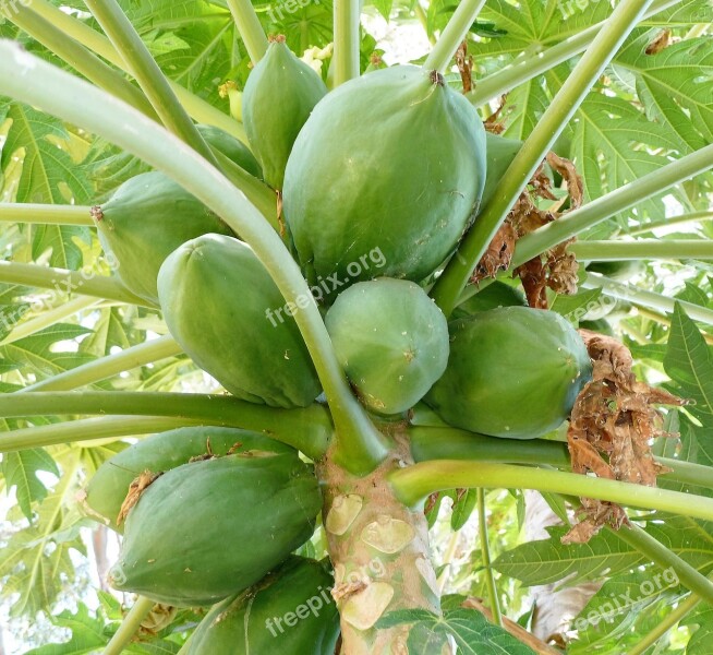 Food Fruit Papaya Papaya Tree Fruits