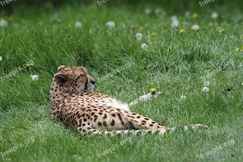 Cheetah Spots Animal Wildlife Cat