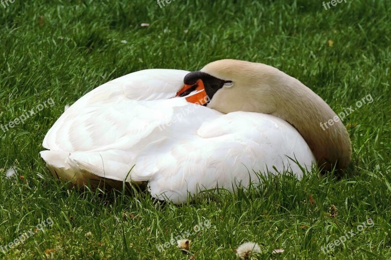 Swan Mute Swan Concerns Sleep Swan Sleeping