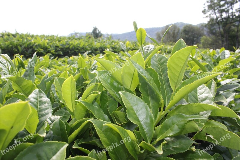 Tea Tea Plantation Plants Sheet Free Photos