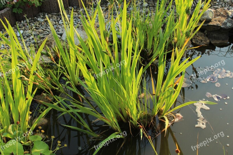 Pond Plant Green Water Plant Garden