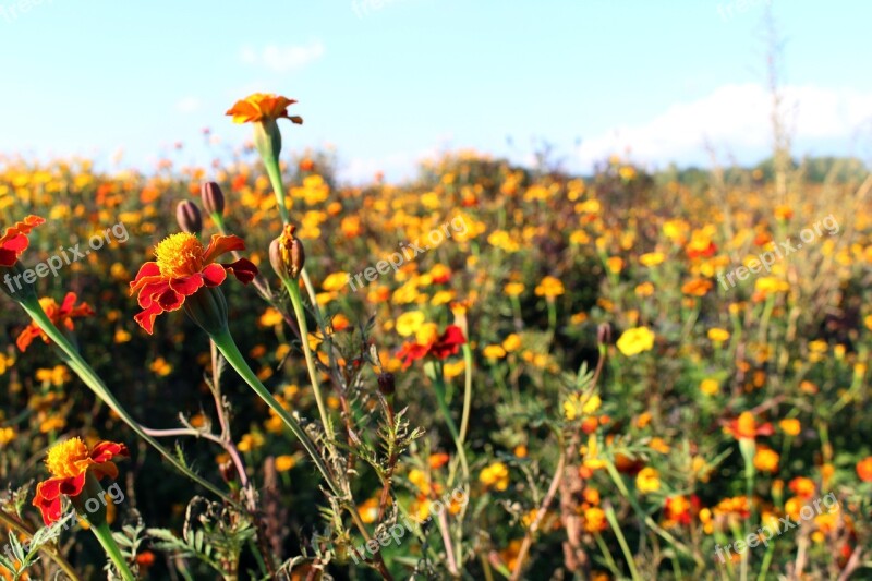 Meadow Marigold Blossom Bloom Plant