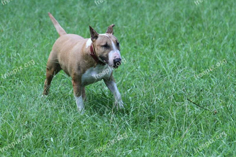 Bull Terrier English Bully Dog Red