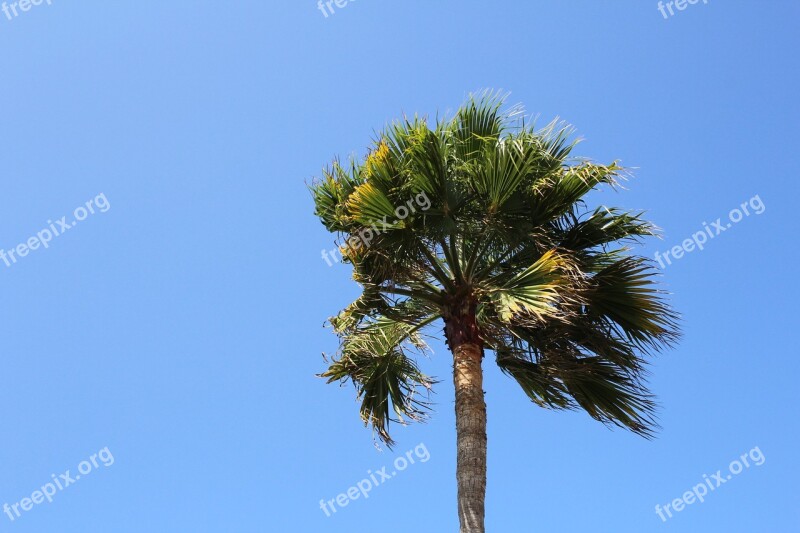 Palm Tree Sky Blue Wind