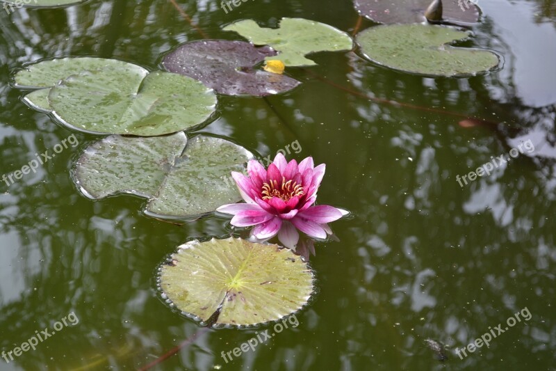 Lily Flower Lake Greens Pink