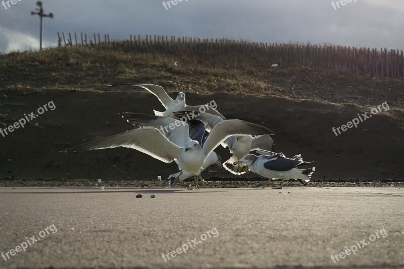 Beach Promenade Seagull Wild Birds Wild Animal