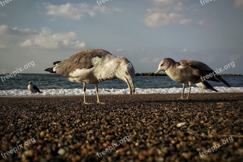 Sky Cloud Sea Beach Seagull