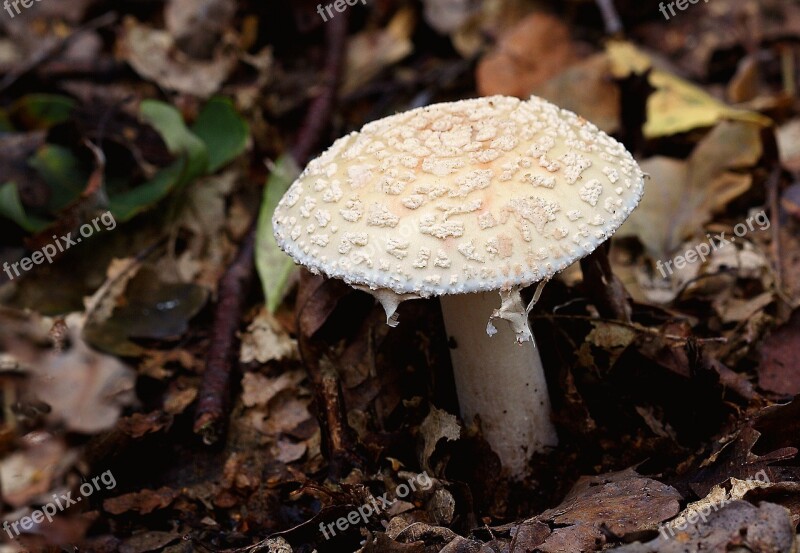 Fungi Toadstool Autumn Fungus Forest