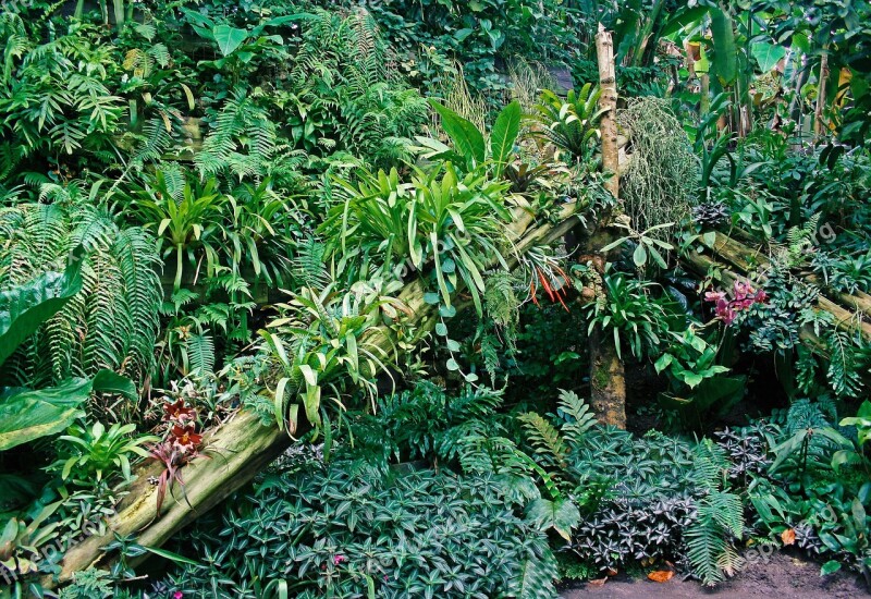 Tropical Plants Display Jungle Tropical Green