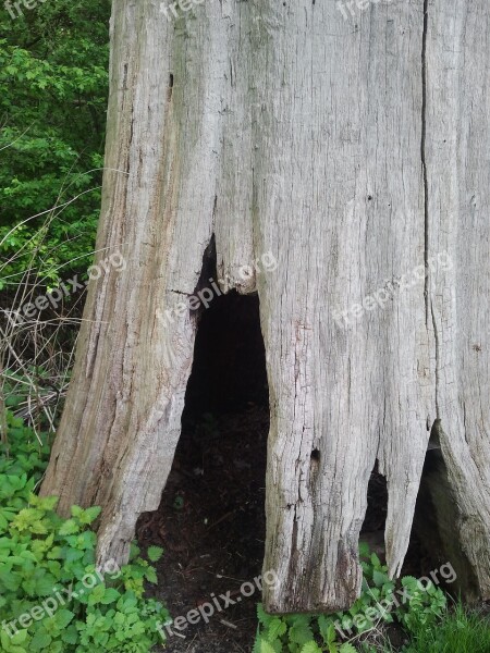 Tree Cave Log Mystical Free Photos