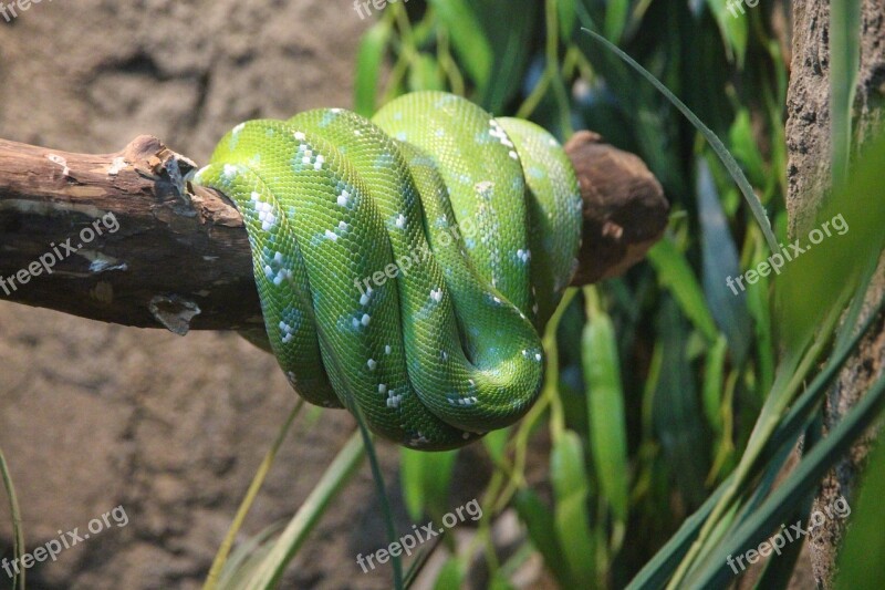 Green Python Morelia Viridis Python Snake Creeping Things