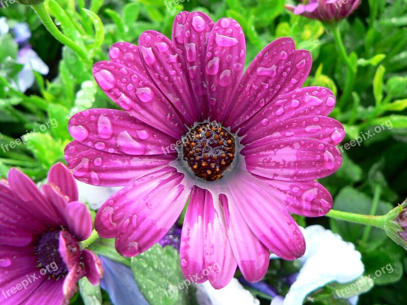 Flower Wet Water Pink African Daisy