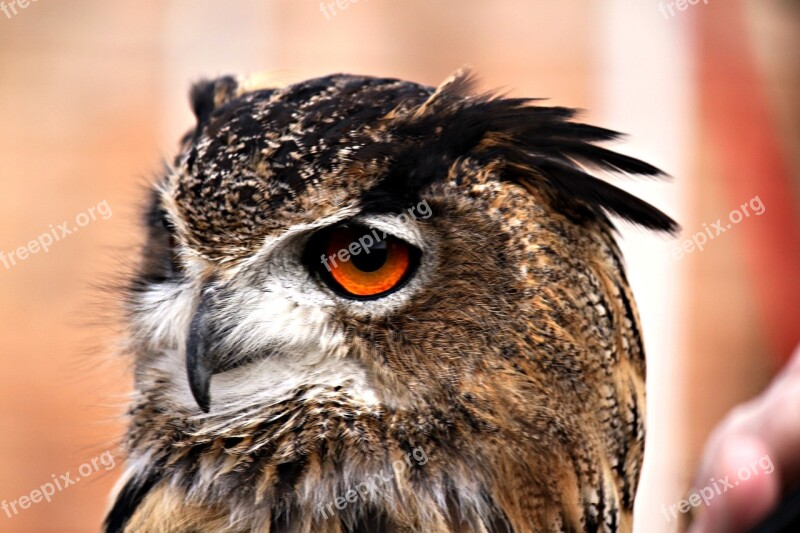 Owl Feather Bird Head Close