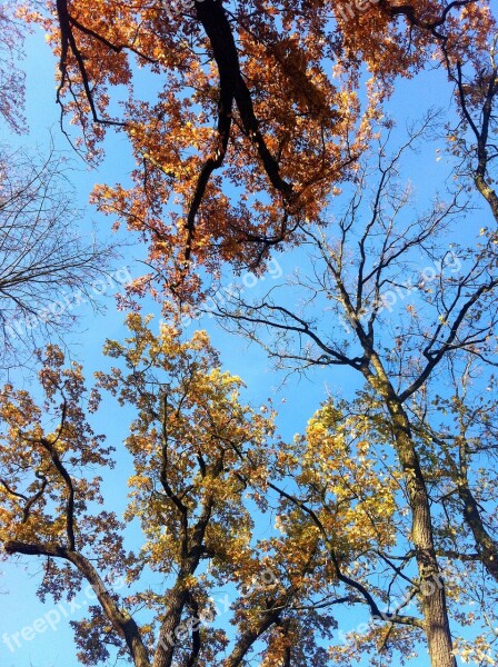 Deciduous Trees Fall Foliage Autumn Trees Oak In Autumn Blue Sky