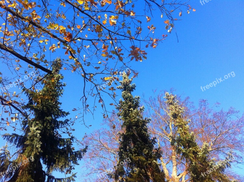 Firs Autumn Leaves Blue Sky Trinity