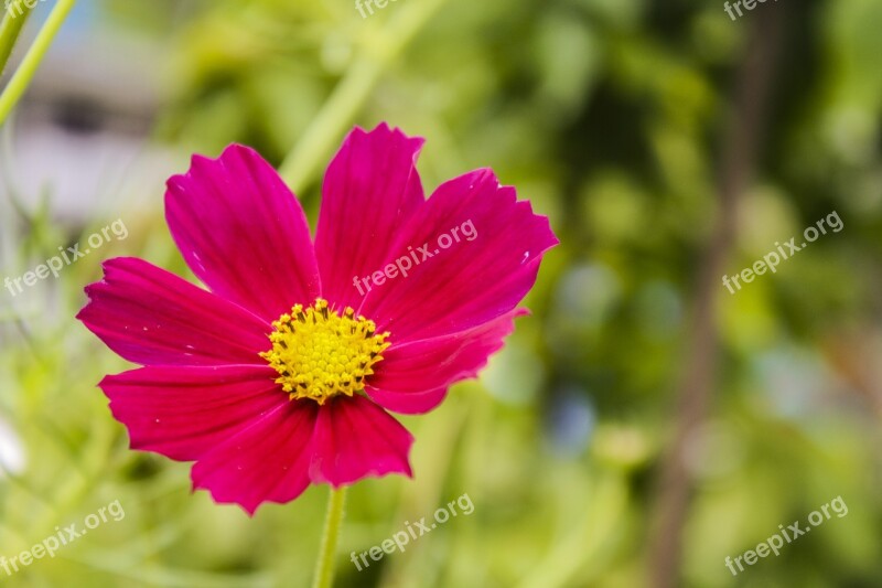 Red Daisy Flora Garden Flower Bloom