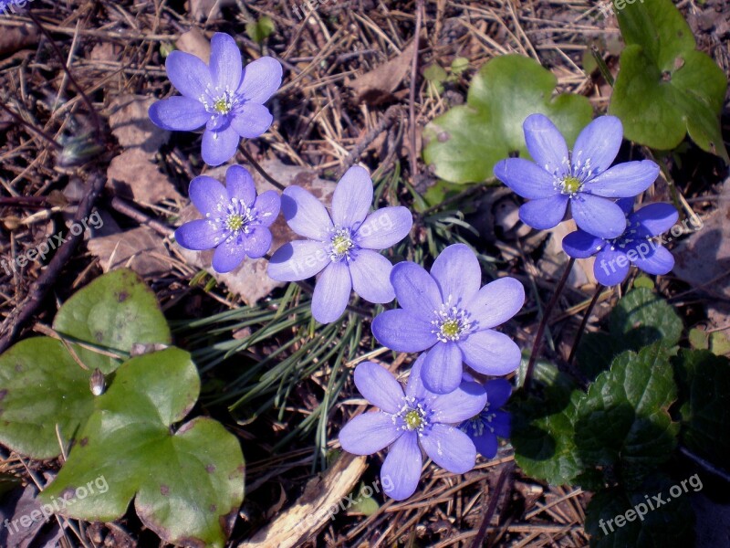 Spring Wild Anemones Flower Plant Wildflower