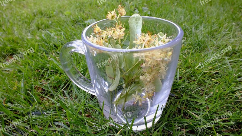 Herbs Herbal Tea Linden Flowers Plants Tea