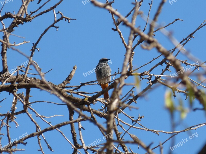 Black Redstart Branches Tree Lookout Winter