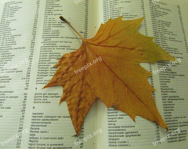 Autumn Leaf Drying Dead Book Autumn