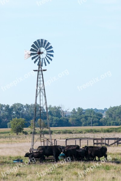 Windmill Cows Prairie Water Thirsty